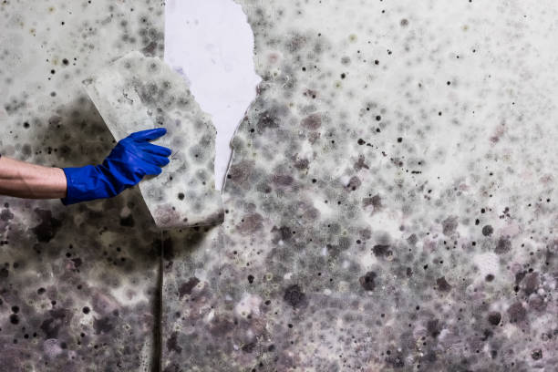 Best Post-Flood Mold Remediation in Daytona Beach Shores, FL